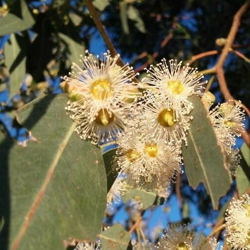 Eucalyptus globulus Frukto