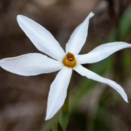 Narcissus serotinus Λουλούδι