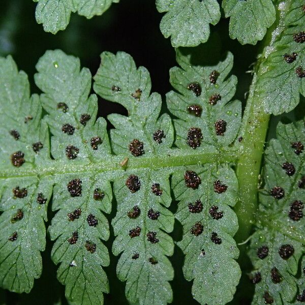 Deparia boryana Leaf