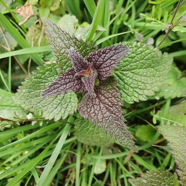 Lamium purpureum Fulla