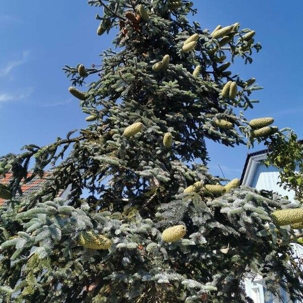 Abies procera Habitus