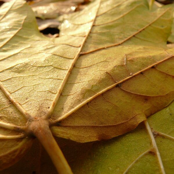 Acer pictum Feuille