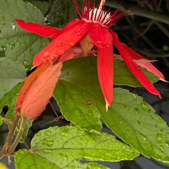 Passiflora vitifolia Blad