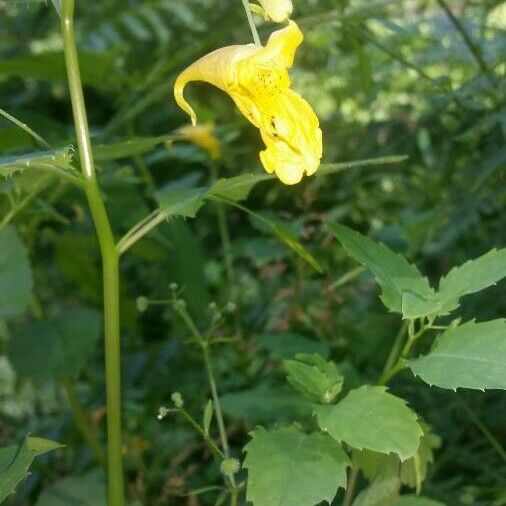 Impatiens noli-tangere Kwiat