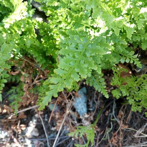 Asplenium cuneifolium Leaf