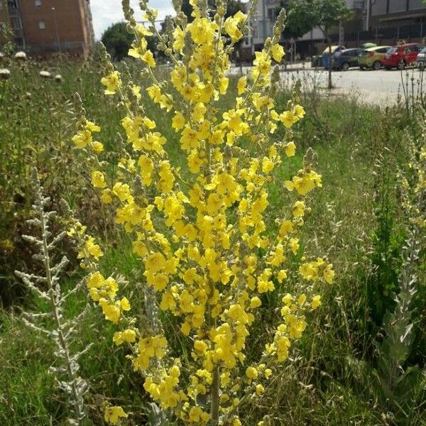 Verbascum pulverulentum Flower