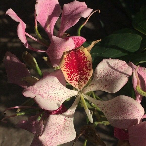 Bauhinia monandra Цвят