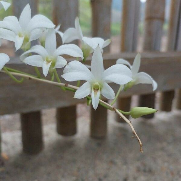 Dendrobium crumenatum Blomma