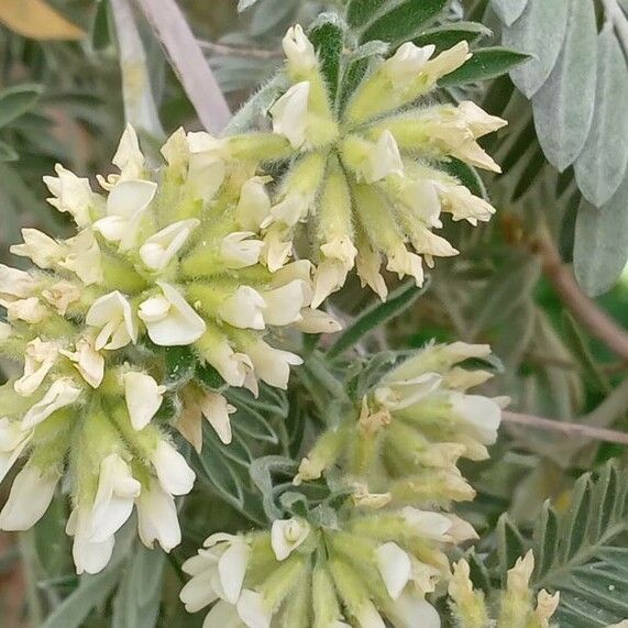 Anthyllis barba-jovis फूल