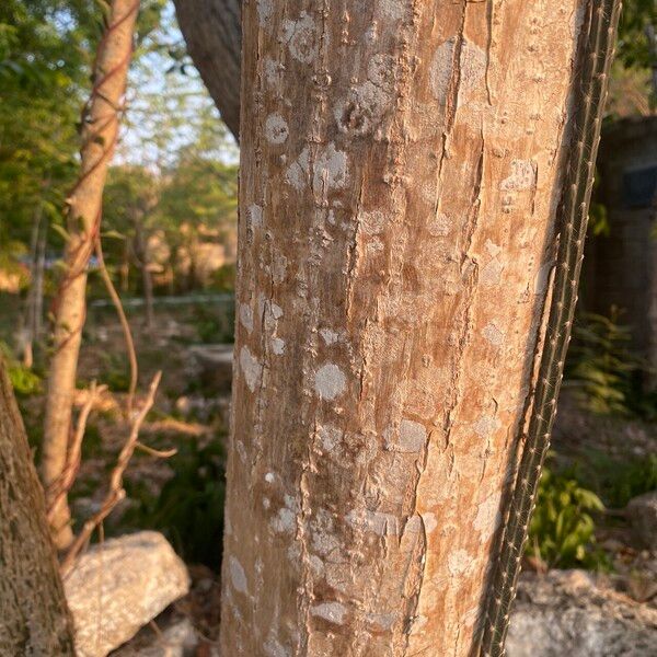 Piscidia piscipula Bark