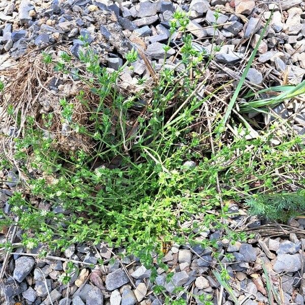 Arenaria serpyllifolia Hábito