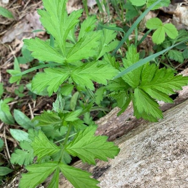 Geum aleppicum Лист