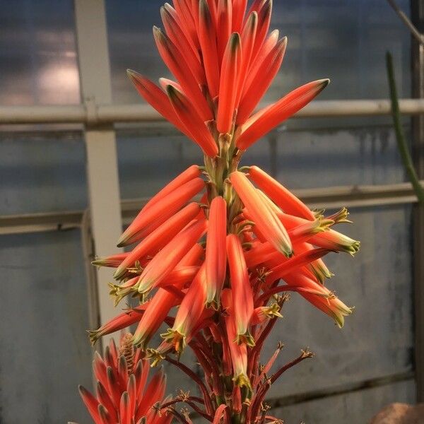 Aloe arborescens Çiçek