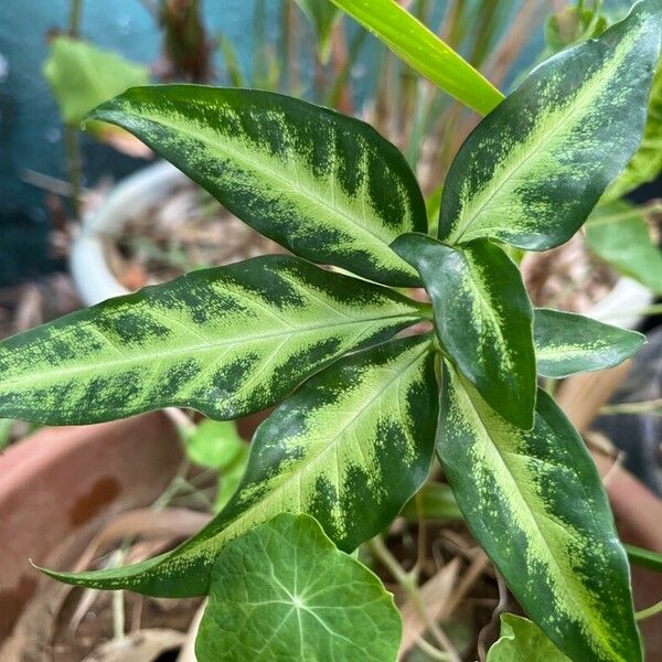 Syngonium angustatum Leaf