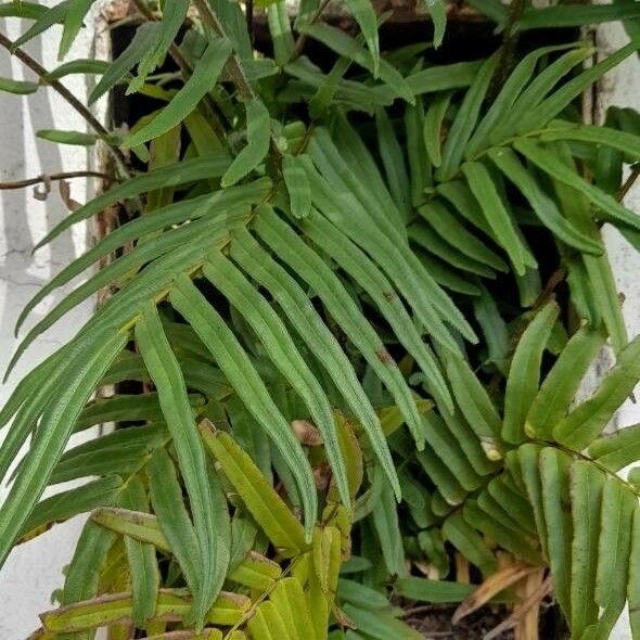 Pteris vittata Leaf