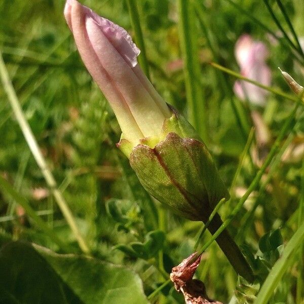 Calystegia soldanella Fiore