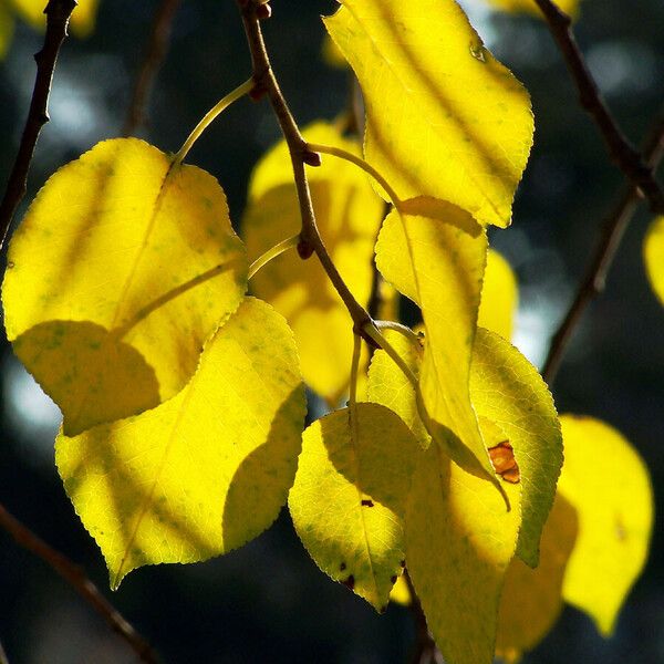 Populus tremuloides 叶