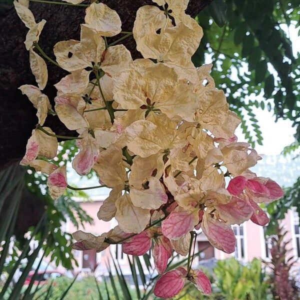 Cassia javanica Цветок