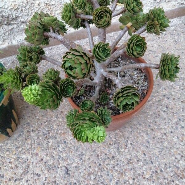 Aeonium canariense Celota