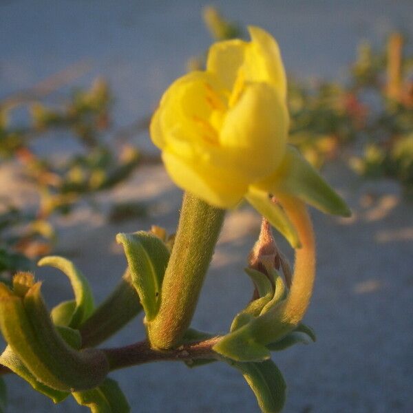 Oenothera humifusa Flower