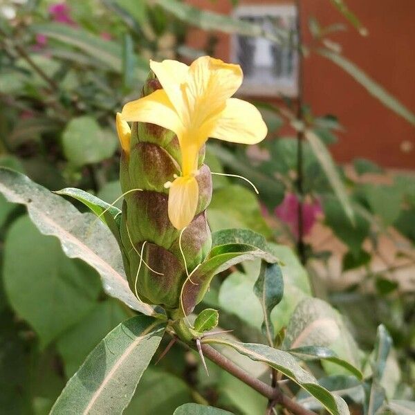 Barleria lupulina Çiçek