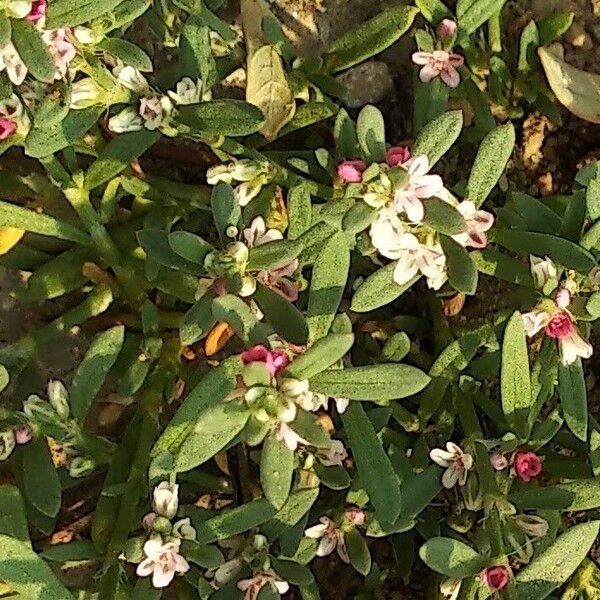 Polygonum plebeium फूल