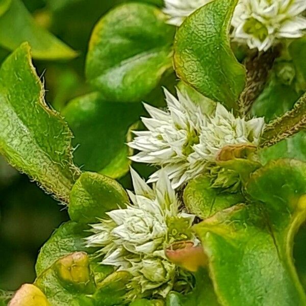 Alternanthera ficoidea Flor