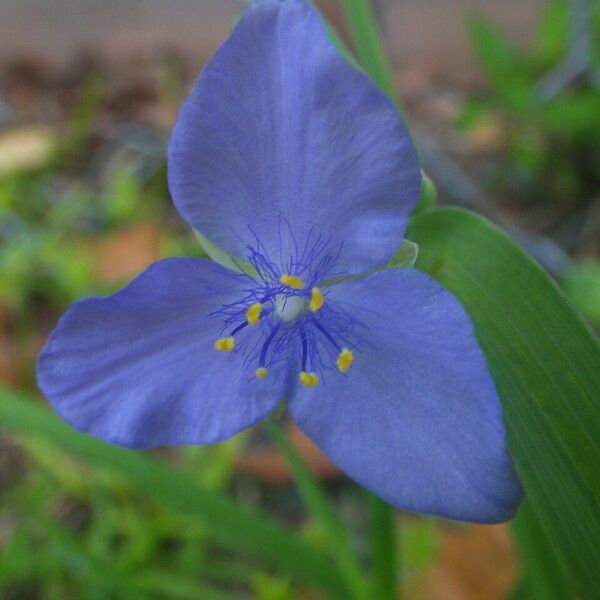 Tradescantia ohiensis Flower