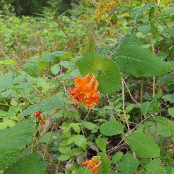 Lonicera ciliosa Flower