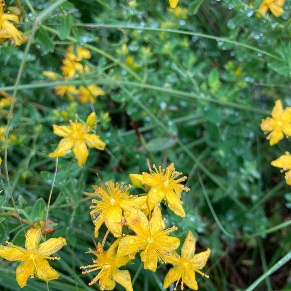 Hypericum maculatum 花