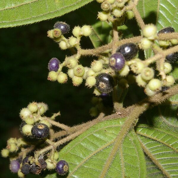 Miconia ibaguensis Plod