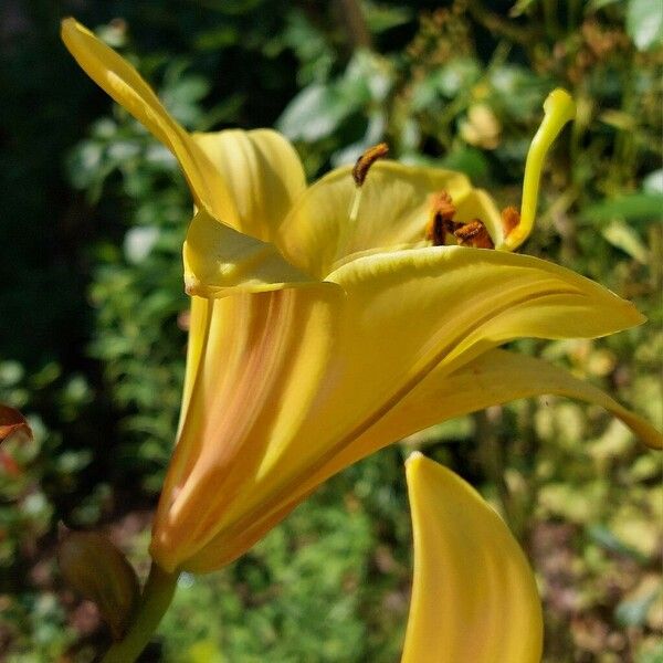 Lilium bulbiferum Flower