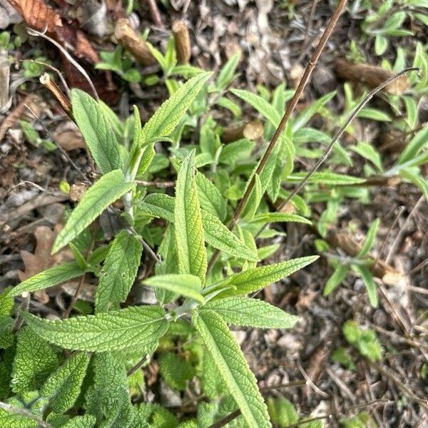 Salvia leucantha Levél