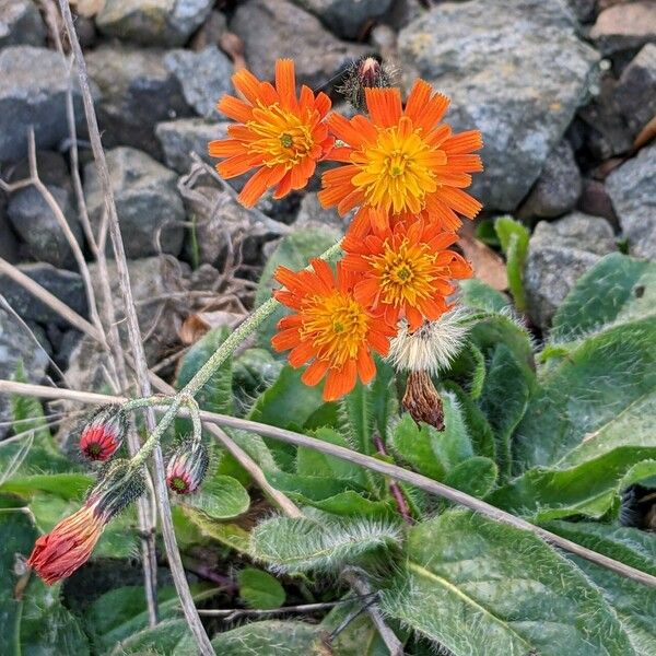 Pilosella aurantiaca Žiedas