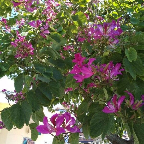 Bauhinia variegata Συνήθη χαρακτηριστικά