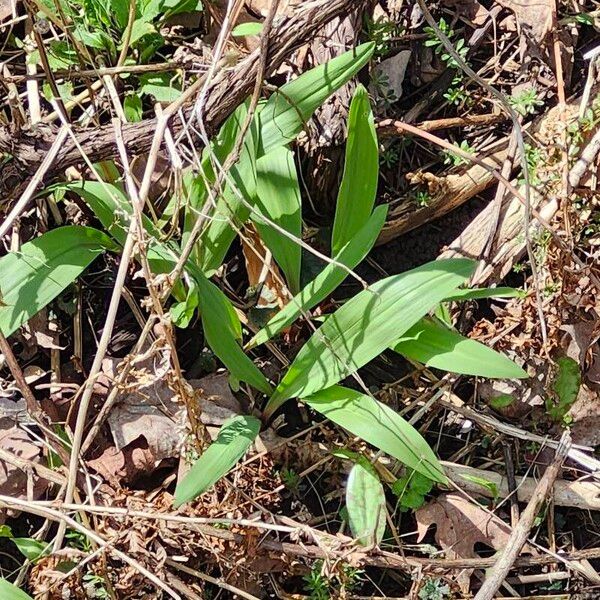 Allium tricoccum Leaf