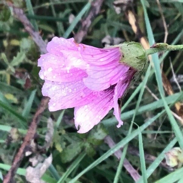 Althaea cannabina പുഷ്പം