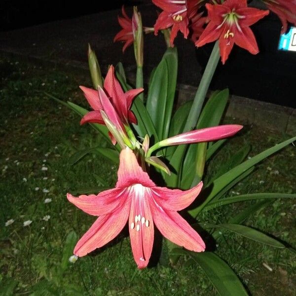 Hippeastrum puniceum Fleur