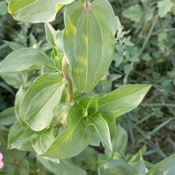 Zinnia elegans Leaf