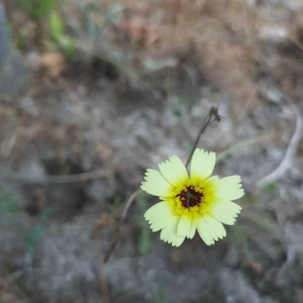 Tolpis barbata फूल