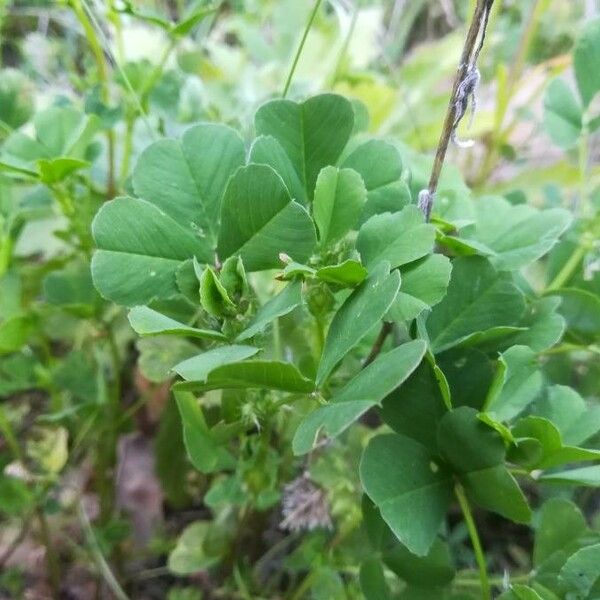 Medicago polymorpha পাতা