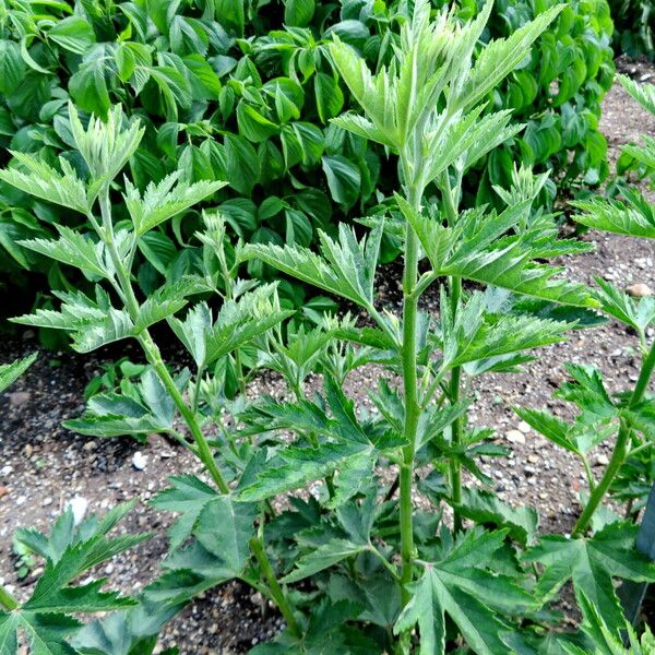 Althaea cannabina Elinympäristö