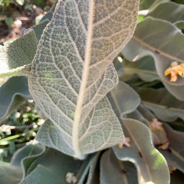 Verbascum sinaiticum Leaf