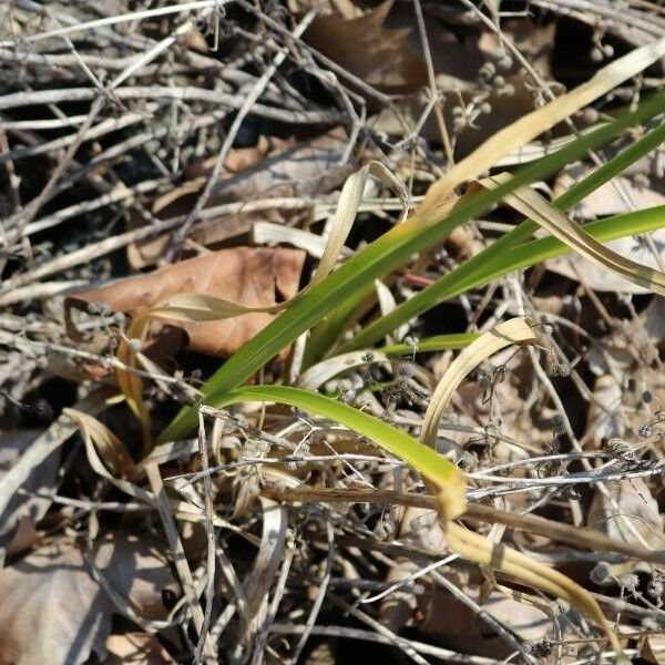 Cyperus eragrostis Leaf