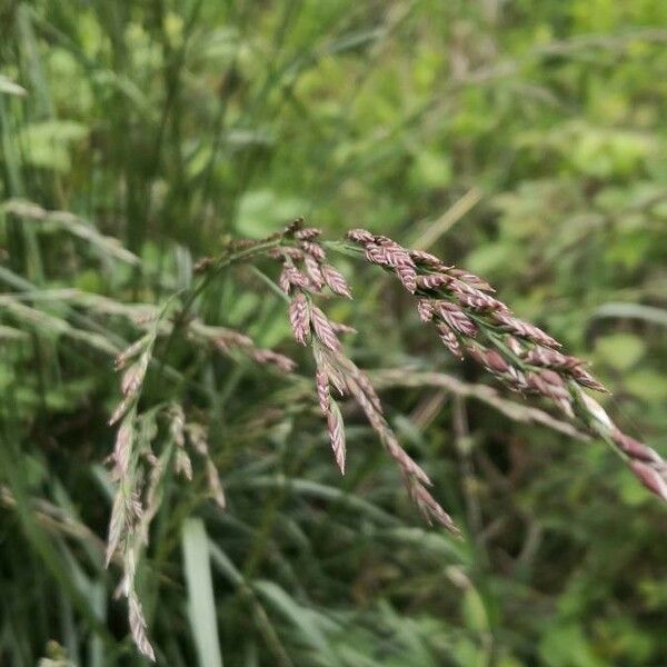 Calamagrostis purpurea 花