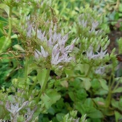 Sedum glaucophyllum Blüte