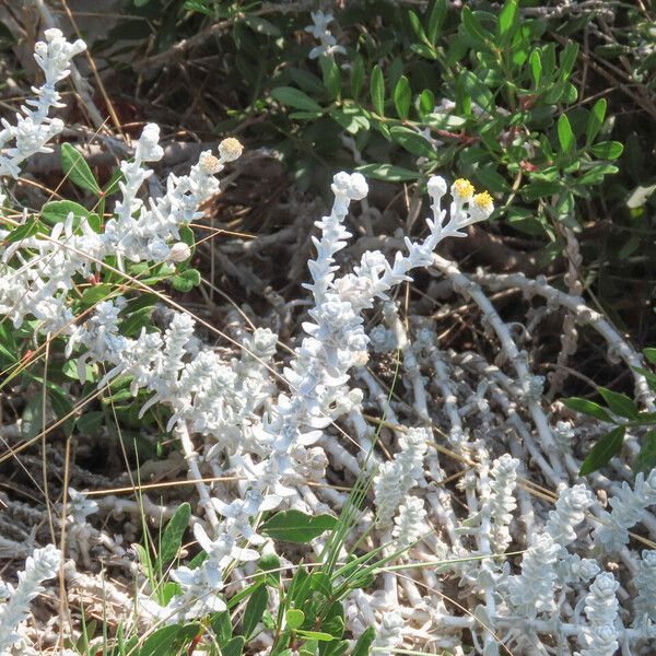 Achillea maritima Облик