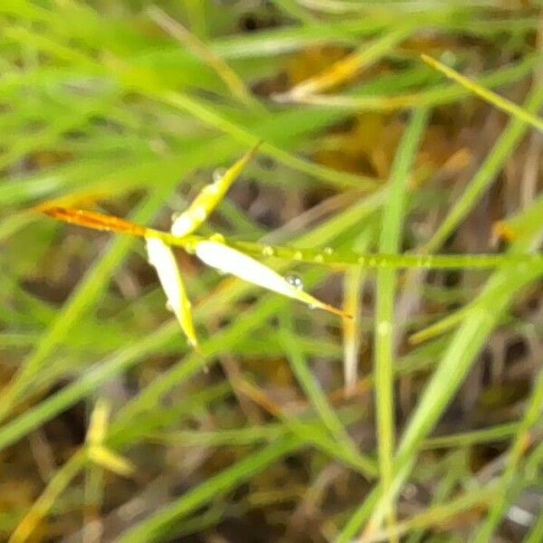 Carex pauciflora Květ