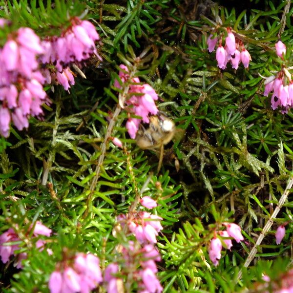 Erica carnea Žiedas