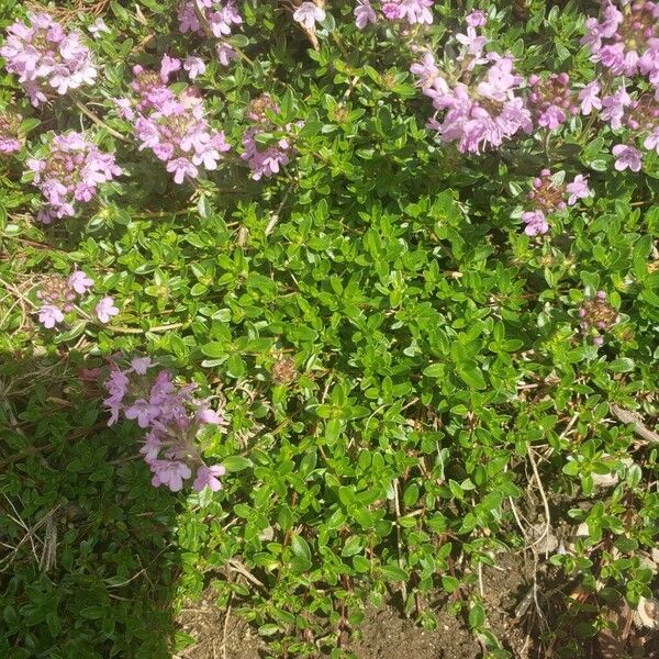 Thymus praecox Leaf